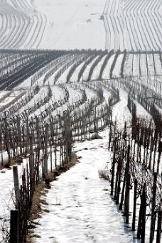 Weinberge Perchtoldsdorf